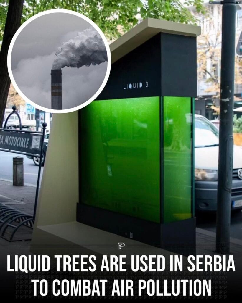 Liquid tree